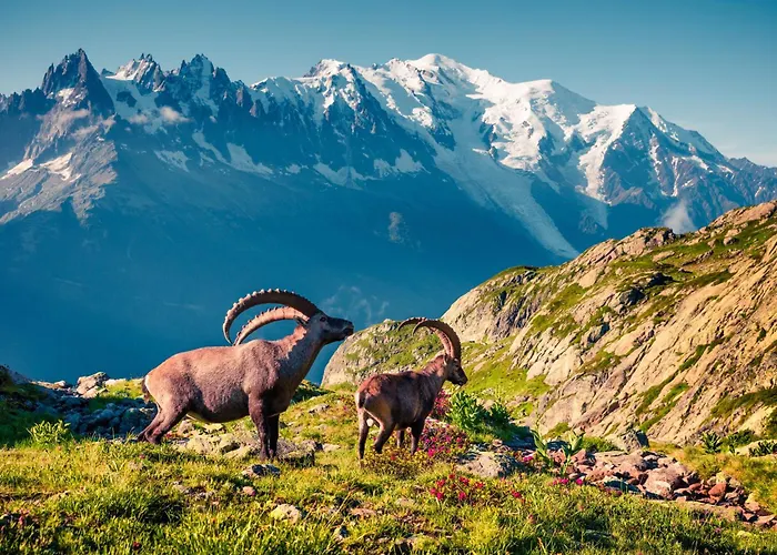 Grands Montets 112 In-ski Out - Happy Chamonix